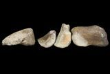 Composite Hadrosaur Finger - Alberta (Disposition #-) #100752-1